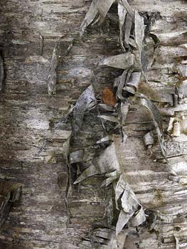 Bark NH