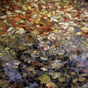 Walden Leaves