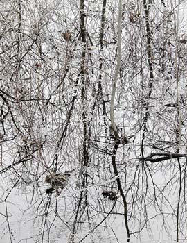 concord river reflections