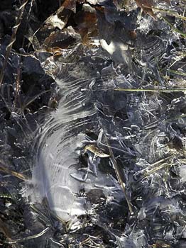 expressionist ice