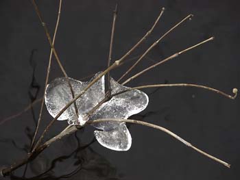 ice flower