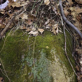 leaves rock moss