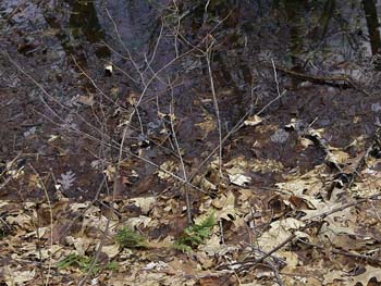 pool of leaves