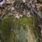 leaves rock moss